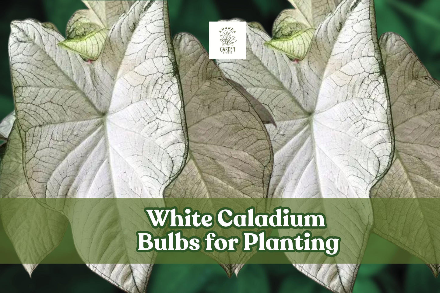 White Caladium Bulb - Fast-Growing Foliage Plant, Caladium bicolor, White with Green Edges, Ideal for Indoor/Outdoor Shade