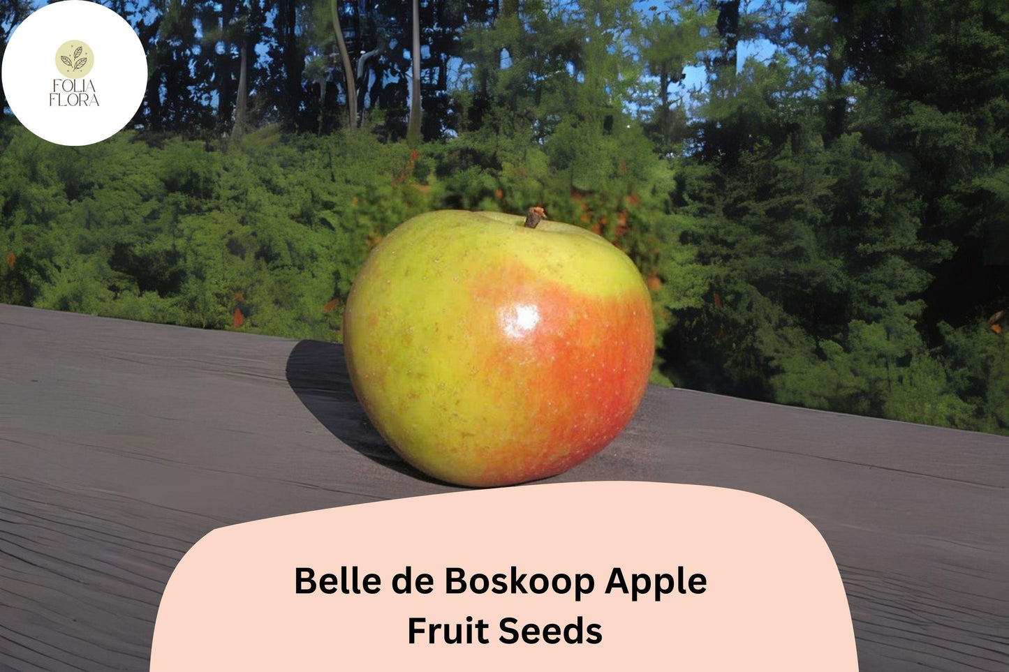 Belle de Boskoop Apple Seeds | 25+ Fresh Heirloom Seeds | Malus domestica | Tart-Sweet Flavor, Ideal for Baking and Cider