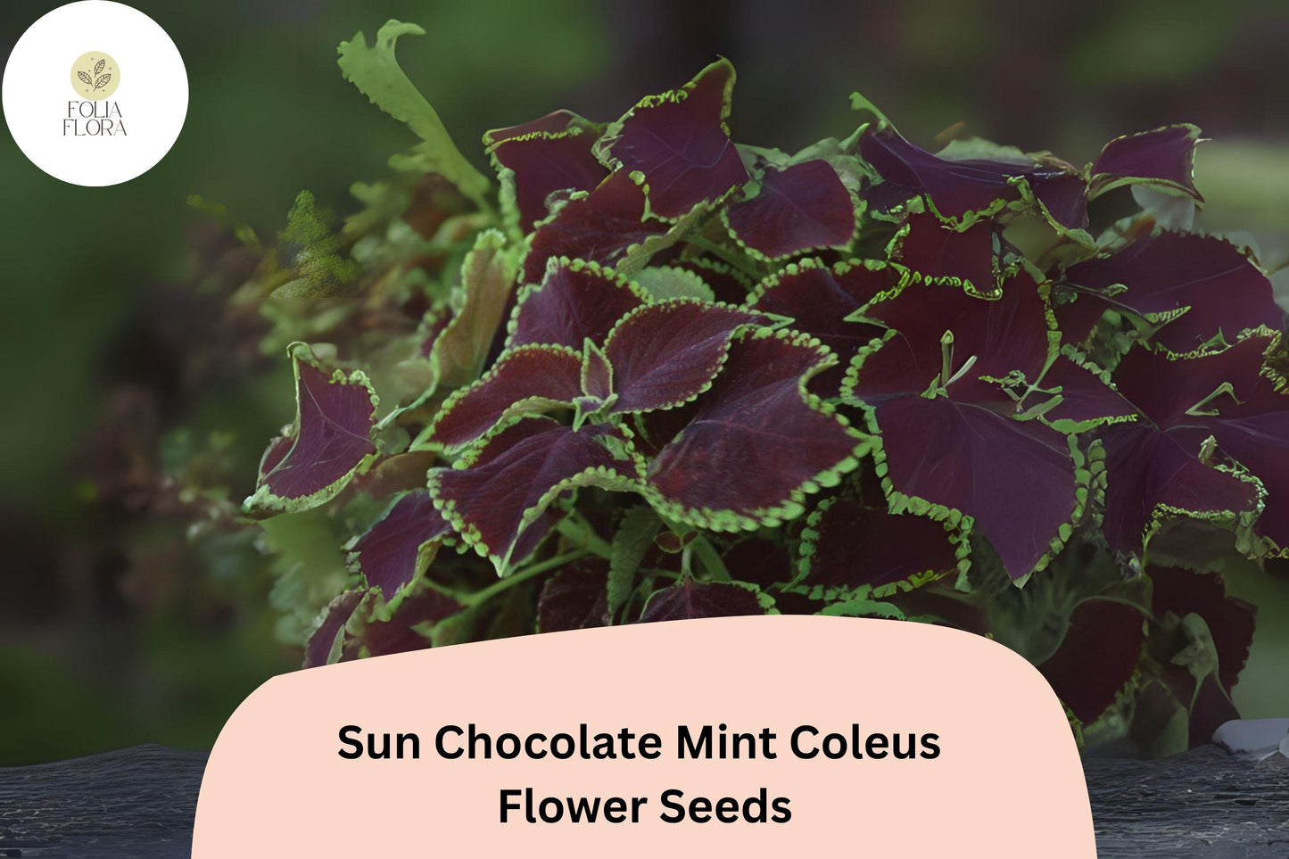 Chocolate Mint Coleus Seeds | 25+ Premium Seeds | Dark Brown & Mint Green Foliage | Plectranthus scutellarioides