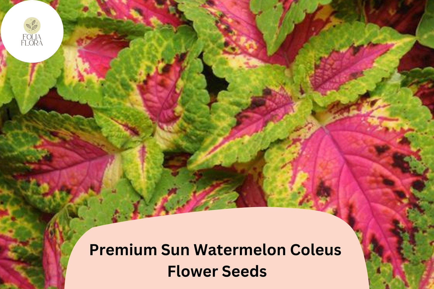 Watermelon Coleus Seeds - 25+ Premium Pink & Green Foliage - Plectranthus scutellarioides - Ideal for Garden Bedding & Containers