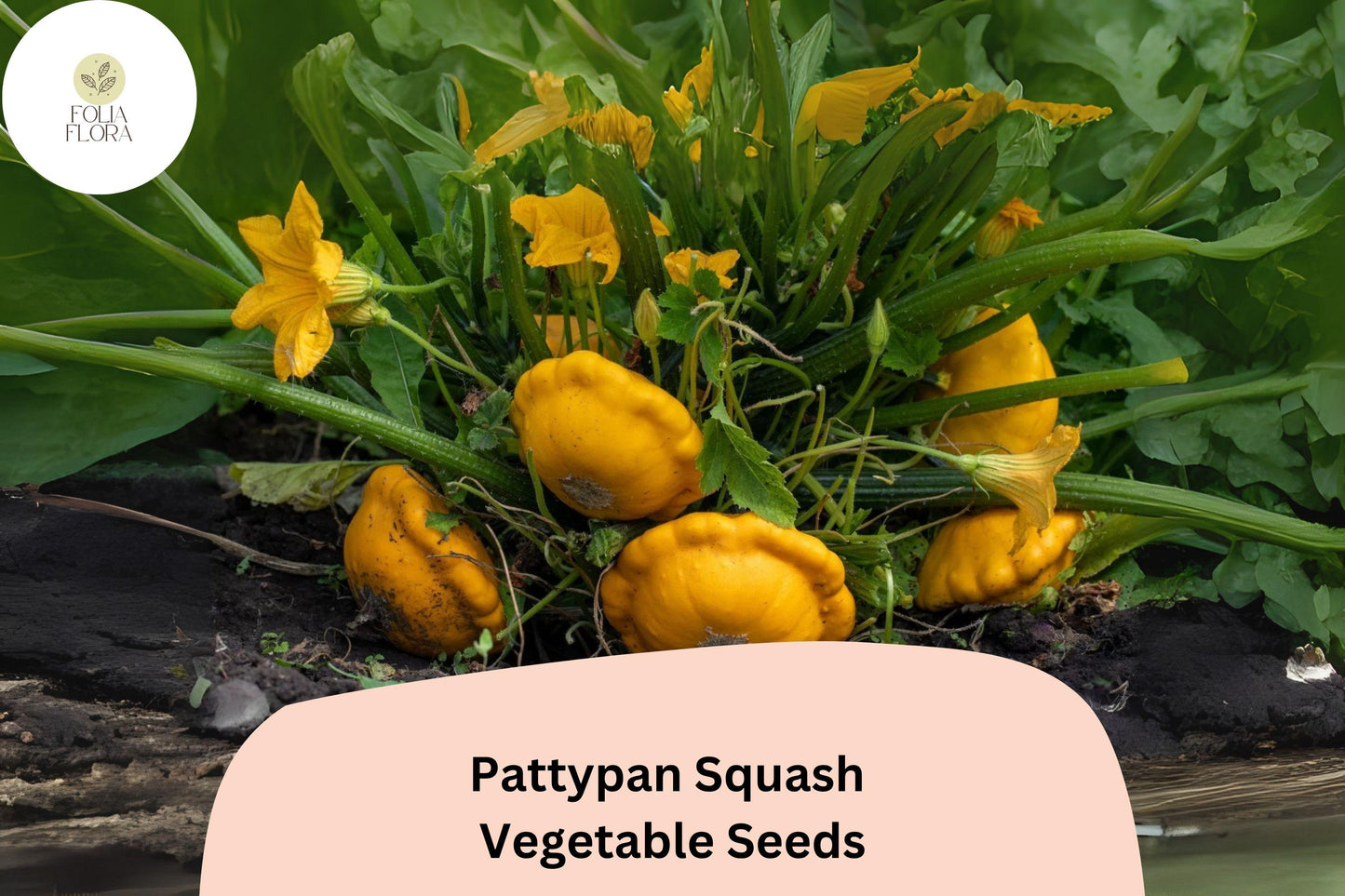 Pattypan Squash Seeds - Heirloom Summer Scallop Variety (Cucurbita pepo) - 25+ Fresh Seeds for Vegetable Gardens