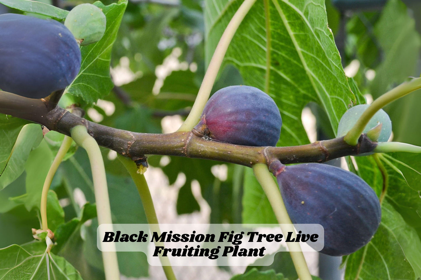 Black Mission Fig Tree Starter Plant 6-10 Inches Ficus carica, Healthy Rooted Plant for Home Garden