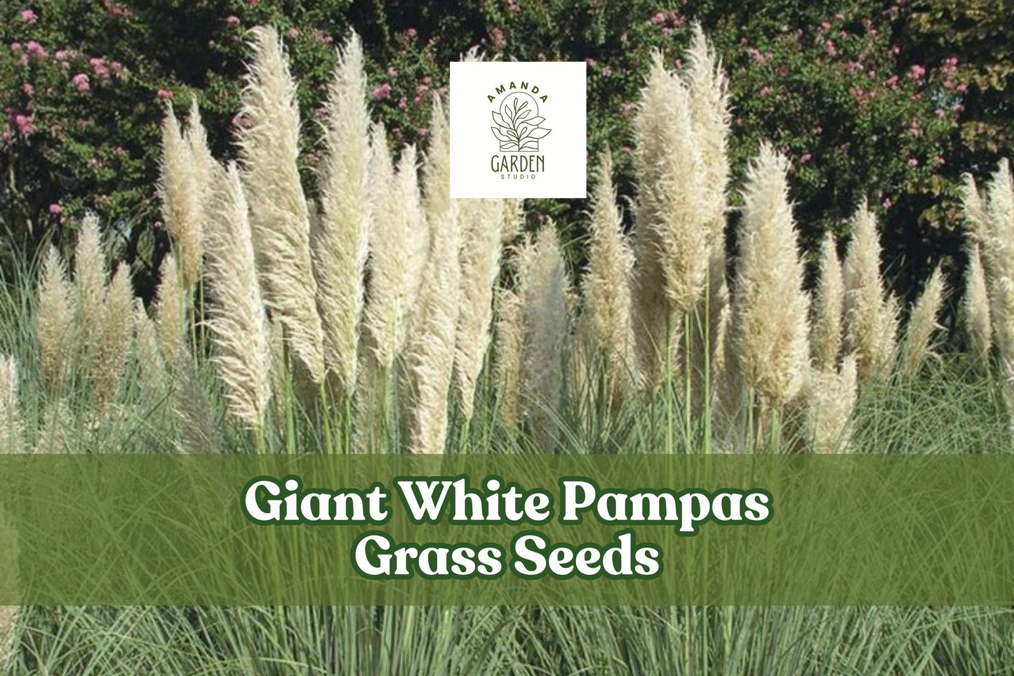 Giant White Pampas Grass Seeds - 1,000 Seeds for Ornamental Landscape - Cortaderia selloana - Drought-Tolerant, Low Maintenance