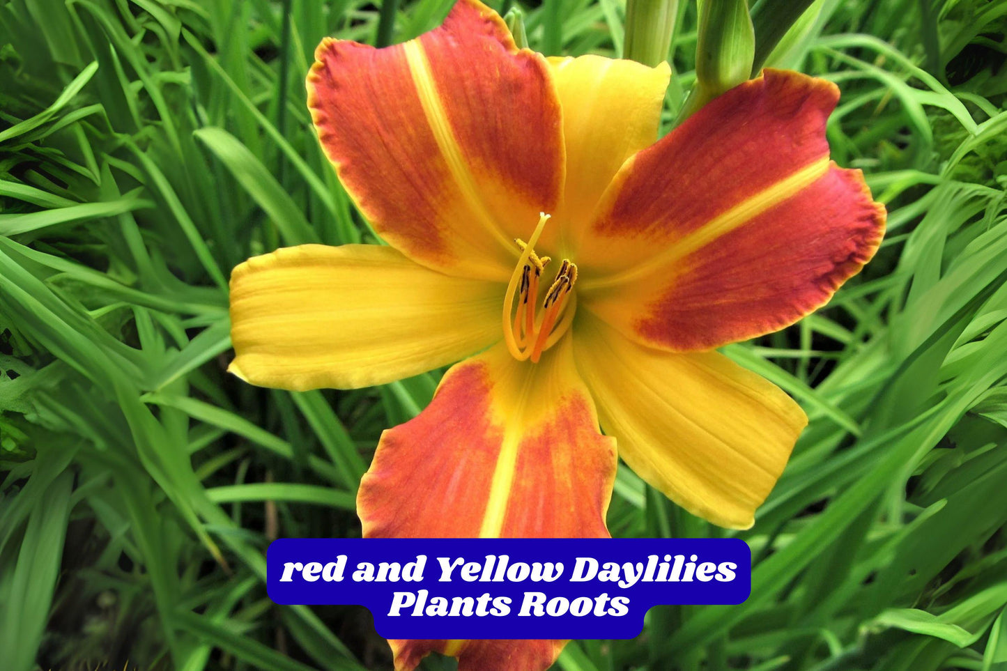 Daylily Starter Plant 5-8 Inches Red and Yellow Bare Root Perennial (Hemerocallis) for Outdoor Garden