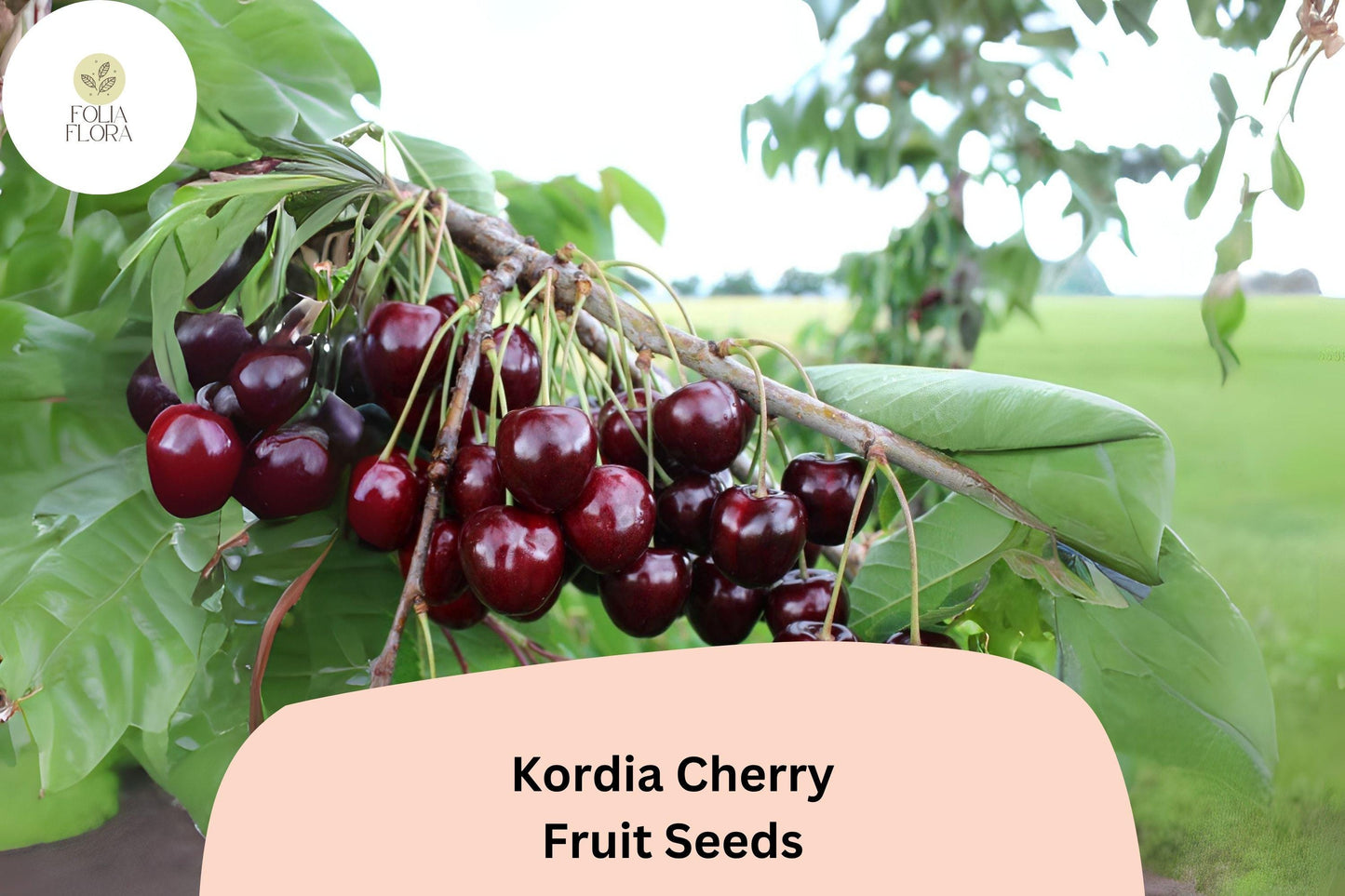 Kordia Cherry Seeds | 10+ Large Dark Sweet Cherries | Prunus avium | Premium European Variety for Home Orchards