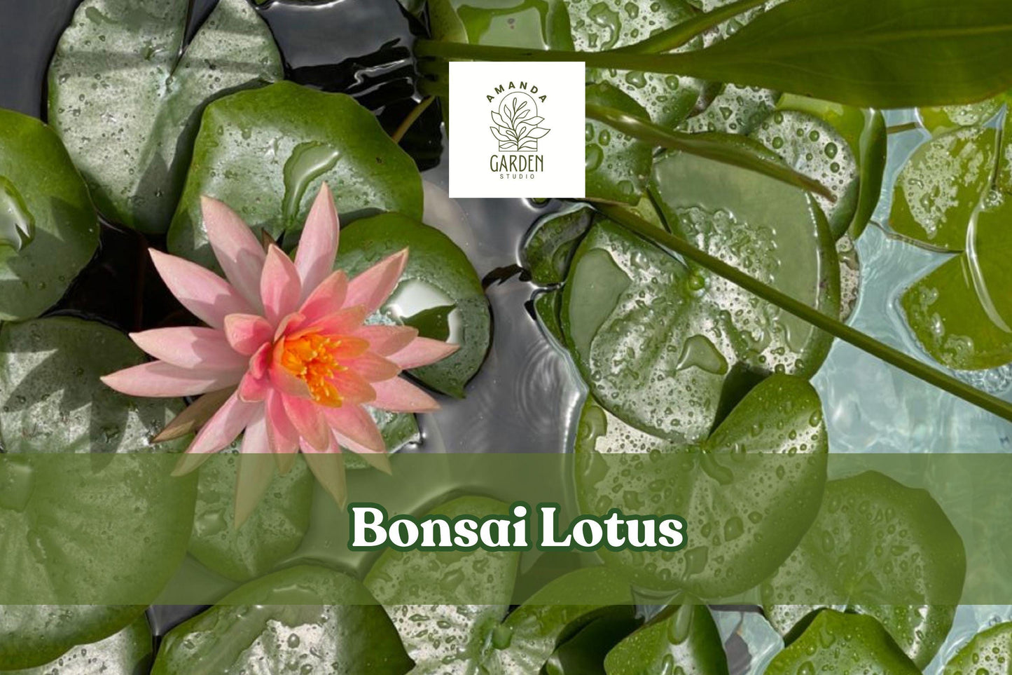 Bonsai Lotus Seeds - 10 Miniature Aquatic Blooms, Nelumbo nucifera, Ideal for Bowls & Ponds, Perfect for Zen Gardens