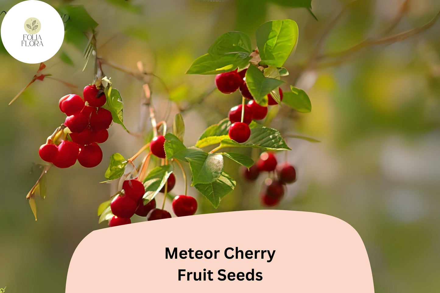 Meteor Cherry Tree Seeds | 10+ Cold-Hardy Prunus cerasus ‘Meteor’ | Bright Red Tart Fruit for Pies & Jams | Dwarf Variety