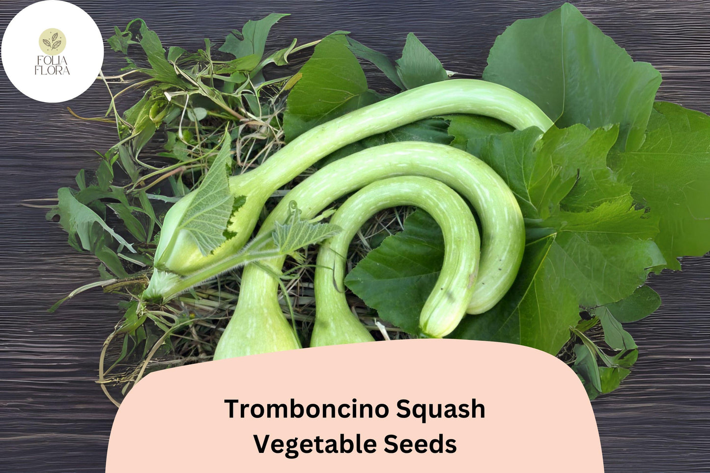 Tromboncino Squash Seeds - 25+ Italian Heirloom Climbing Zucchini - Cucurbita moschata - Versatile Summer Vegetable Seeds
