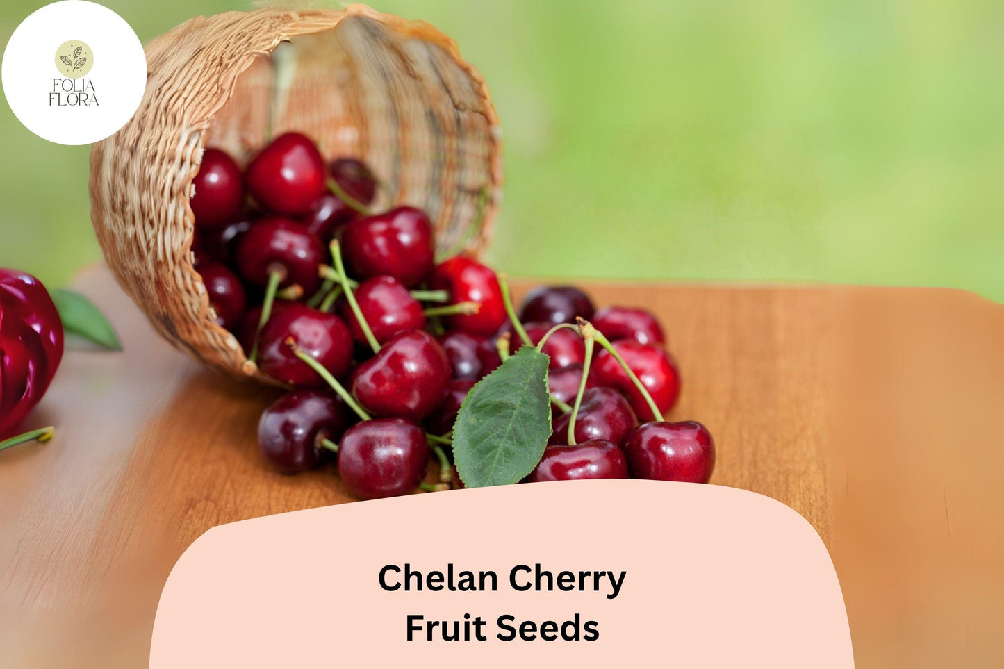 Chelan Cherry Seeds | 10+ Premium Seeds | Sweet Deep Red Cherries | Prunus avium ‘Chelan’ | Early-Season Variety