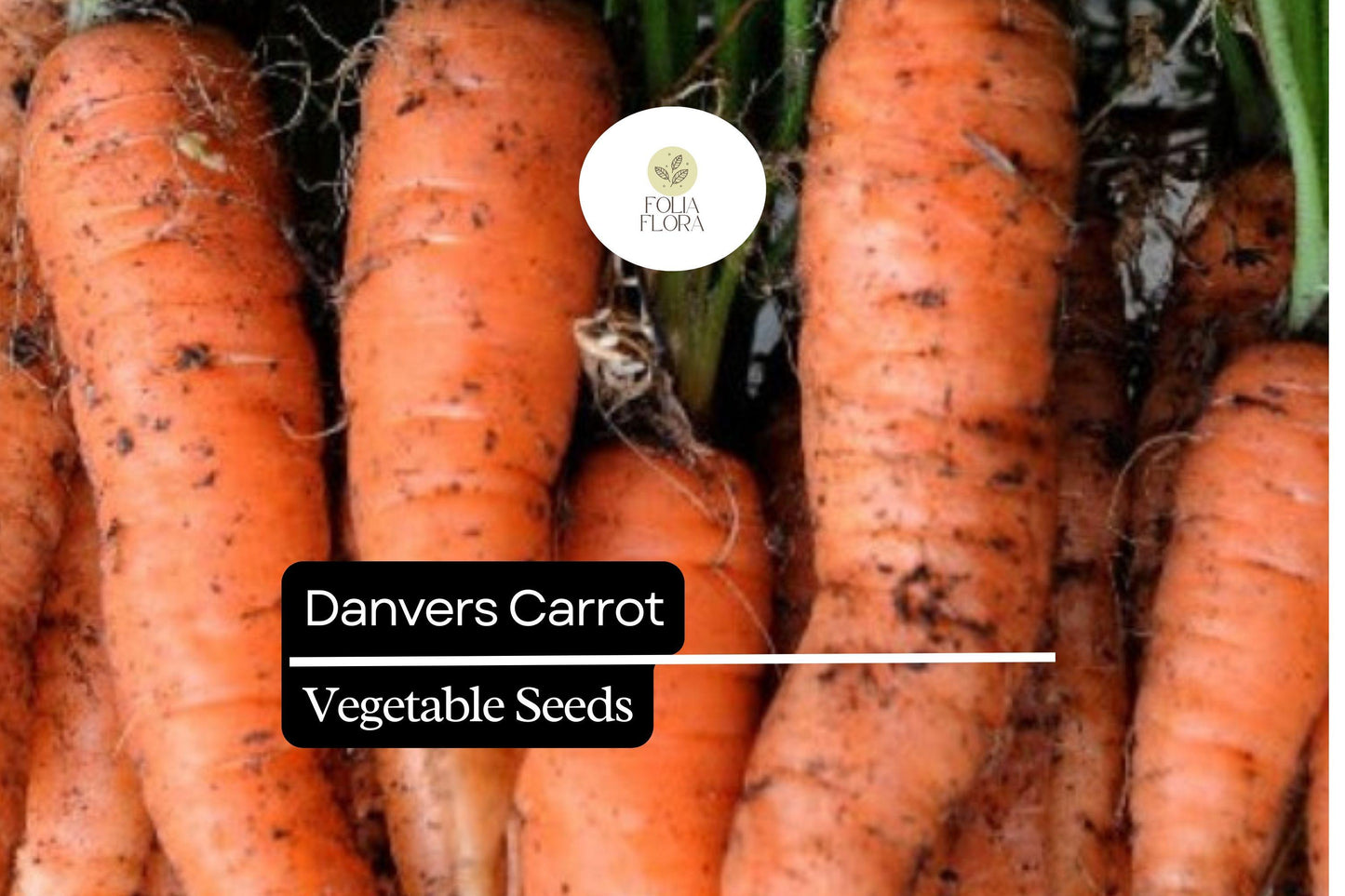 Danvers Carrot Seeds | 1000+ Heirloom Seeds | Sweet Orange Root Vegetable | Daucus carota subsp. sativus ‘Danvers’