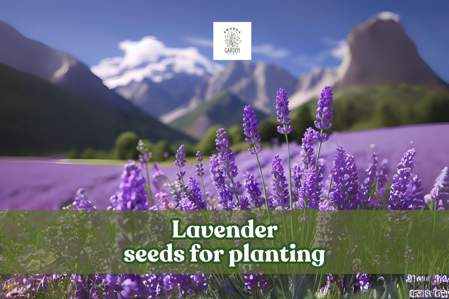 500 Lavender Seeds - English Lavender - Fragrant Purple Blooms - Lavandula angustifolia - Drought-Tolerant Herb for Garden