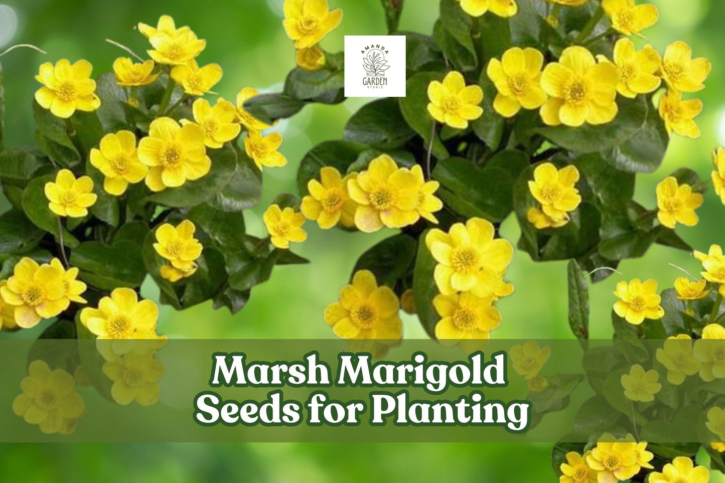 Marsh Marigold Seeds - 50 Count - Yellow Blooms - Caltha palustris - Open-Pollinated for Wetland & Pond Gardens