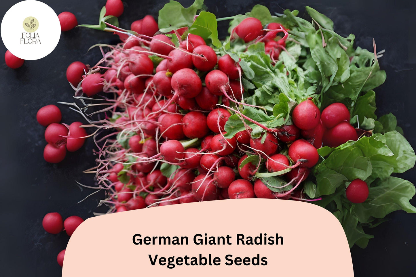 German Giant Radish Seeds | 500+ Heirloom Seeds | Raphanus sativus ‘German Giant’ | Crisp, Juicy, Sweet Flavor