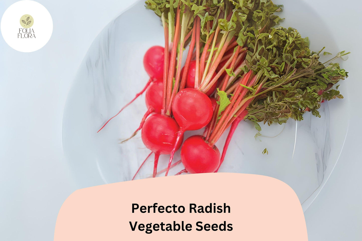 500+ Perfecto Radish Seeds | Round Red Variety | Raphanus sativus ‘Perfecto’ | Crisp Texture for Spring & Fall Planting