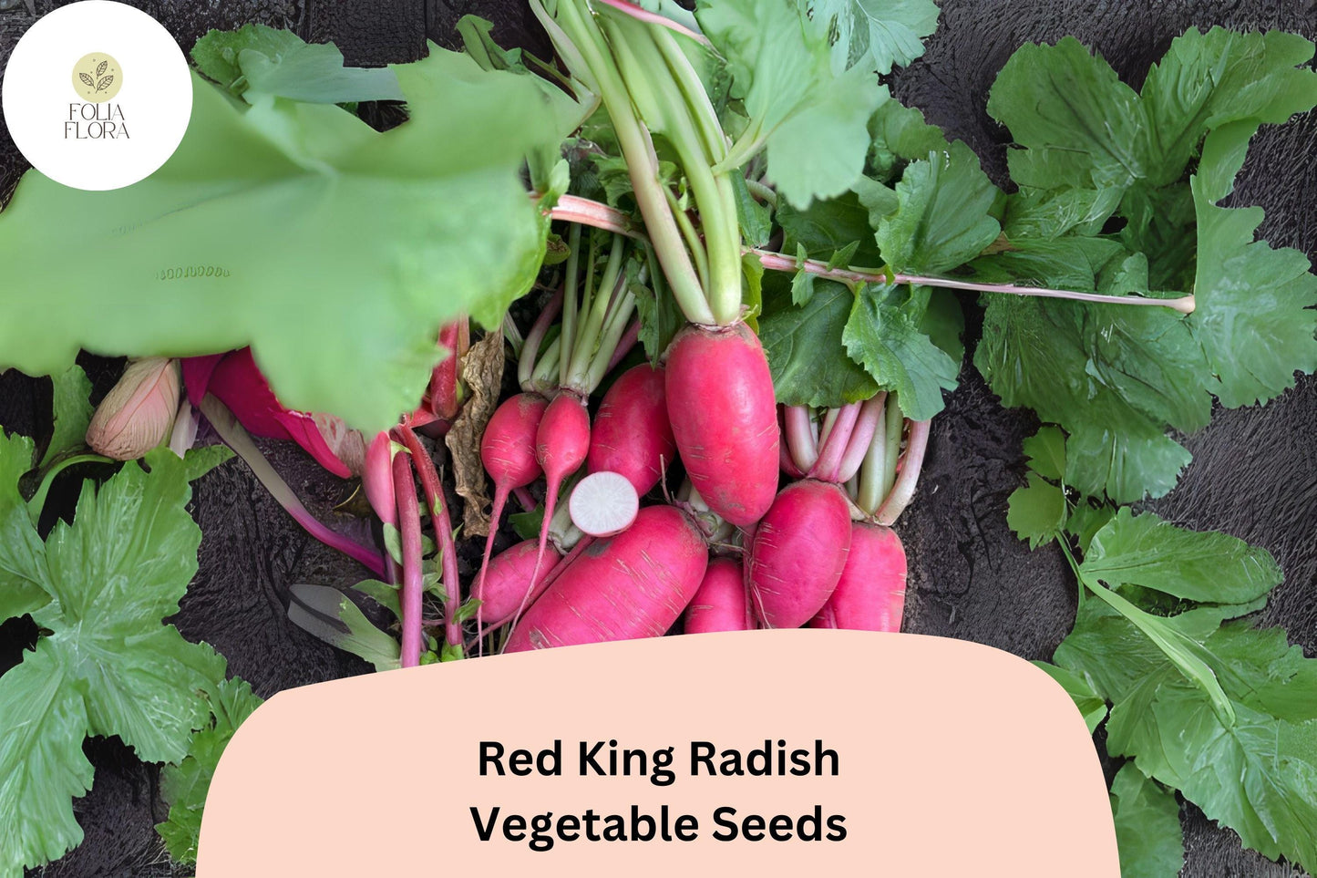 Red King Radish Seeds | 500+ Large Deep Red Variety | Raphanus sativus ‘Red King’ | Crisp Flavorful Roots for Salads & Pickling