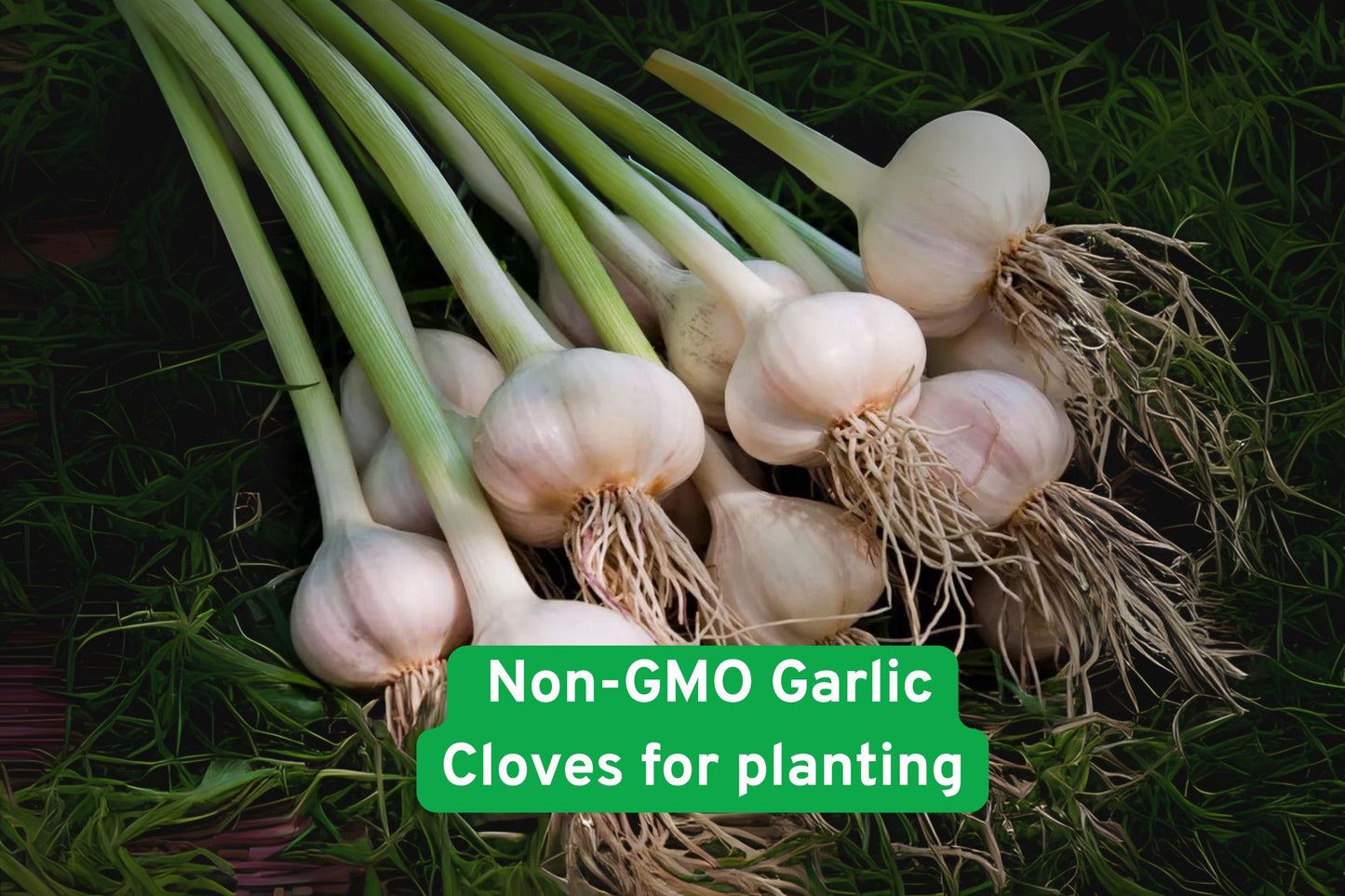 Heirloom Garlic Cloves for Planting - Non-GMO, Easy Grow, Allium sativum, Fresh Culinary Essential