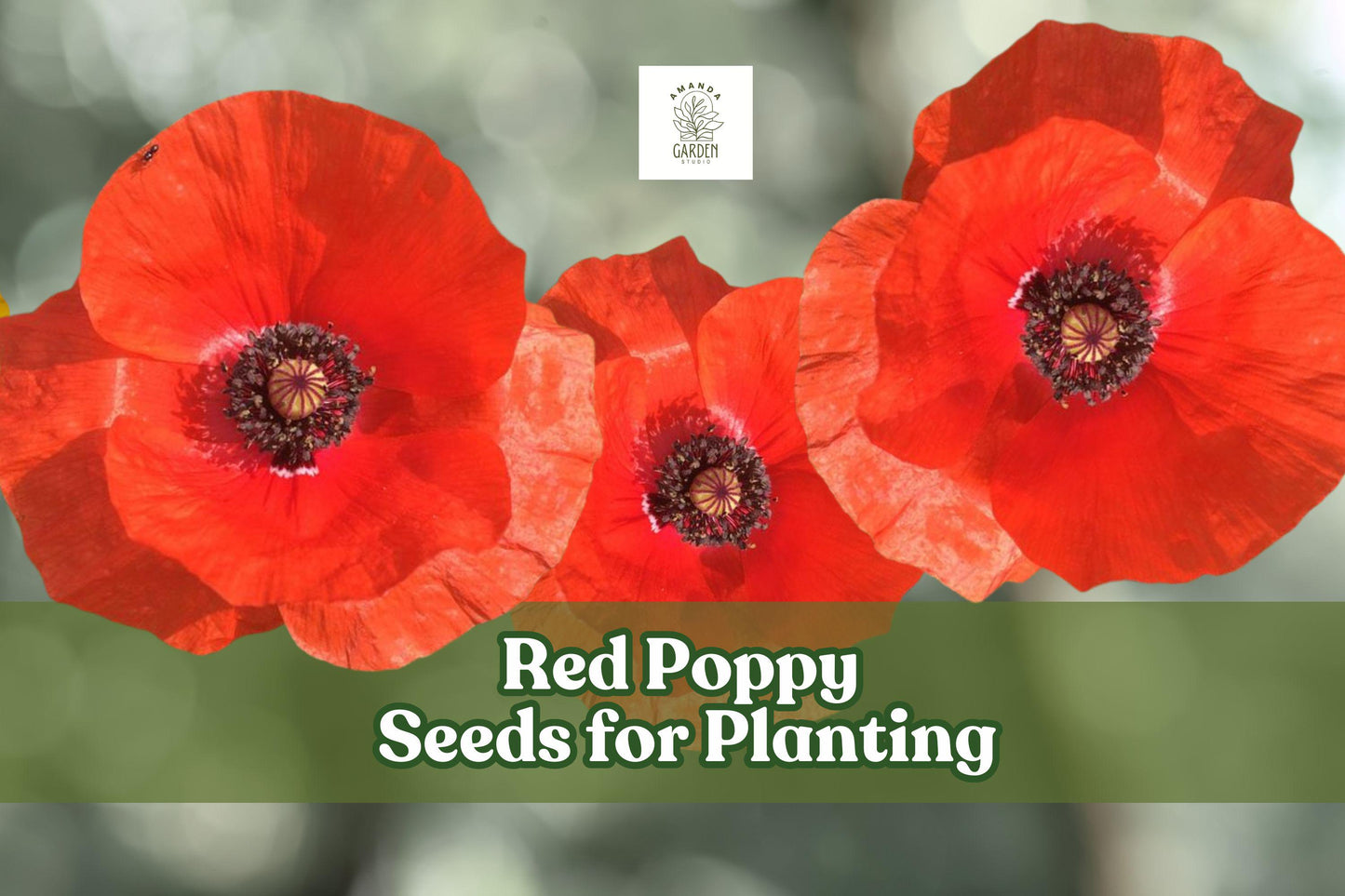 Red Poppy Seeds - 600 Count, Vibrant Red Blooms, Papaver rhoeas, Easy to Grow, Ideal for Wildflower Gardens and Pollinator Spaces