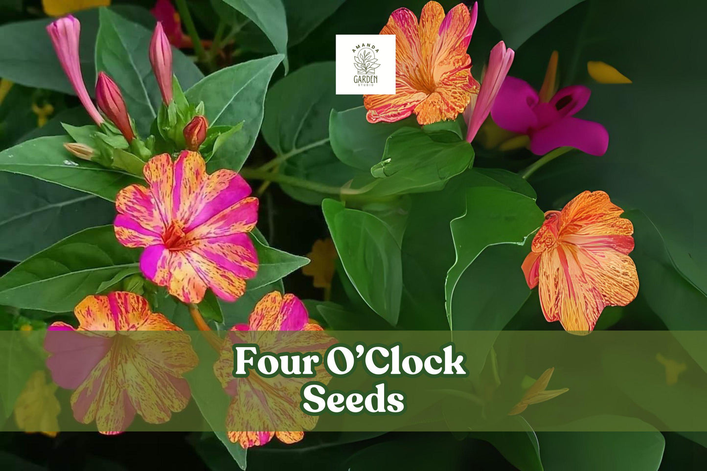 Four O’Clock Seeds - 100 Count Mixed Color Mirabilis jalapa - Fragrant Evening Blooms for Gardens & Containers