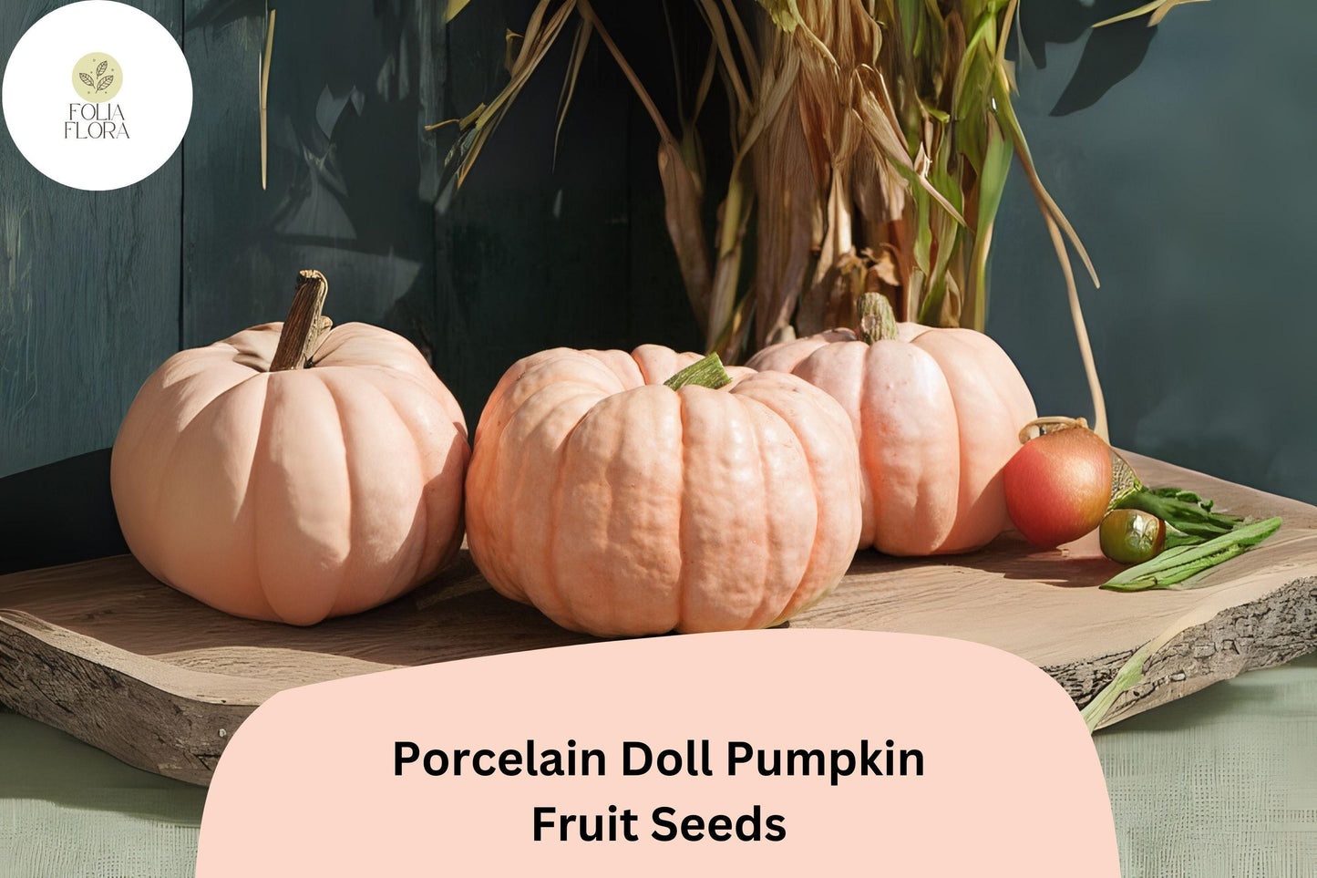 Porcelain Doll Pumpkin Seeds | 25+ Pink Heirloom Seeds | Cucurbita maxima | Sweet, Decorative Pumpkins for Fall Decor