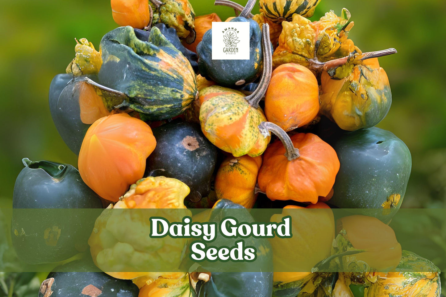 10 Daisy Gourd Seeds - Cucurbita pepo - Unique Ornamental Gourds for Fall Décor, Craft Projects, and Seasonal Displays