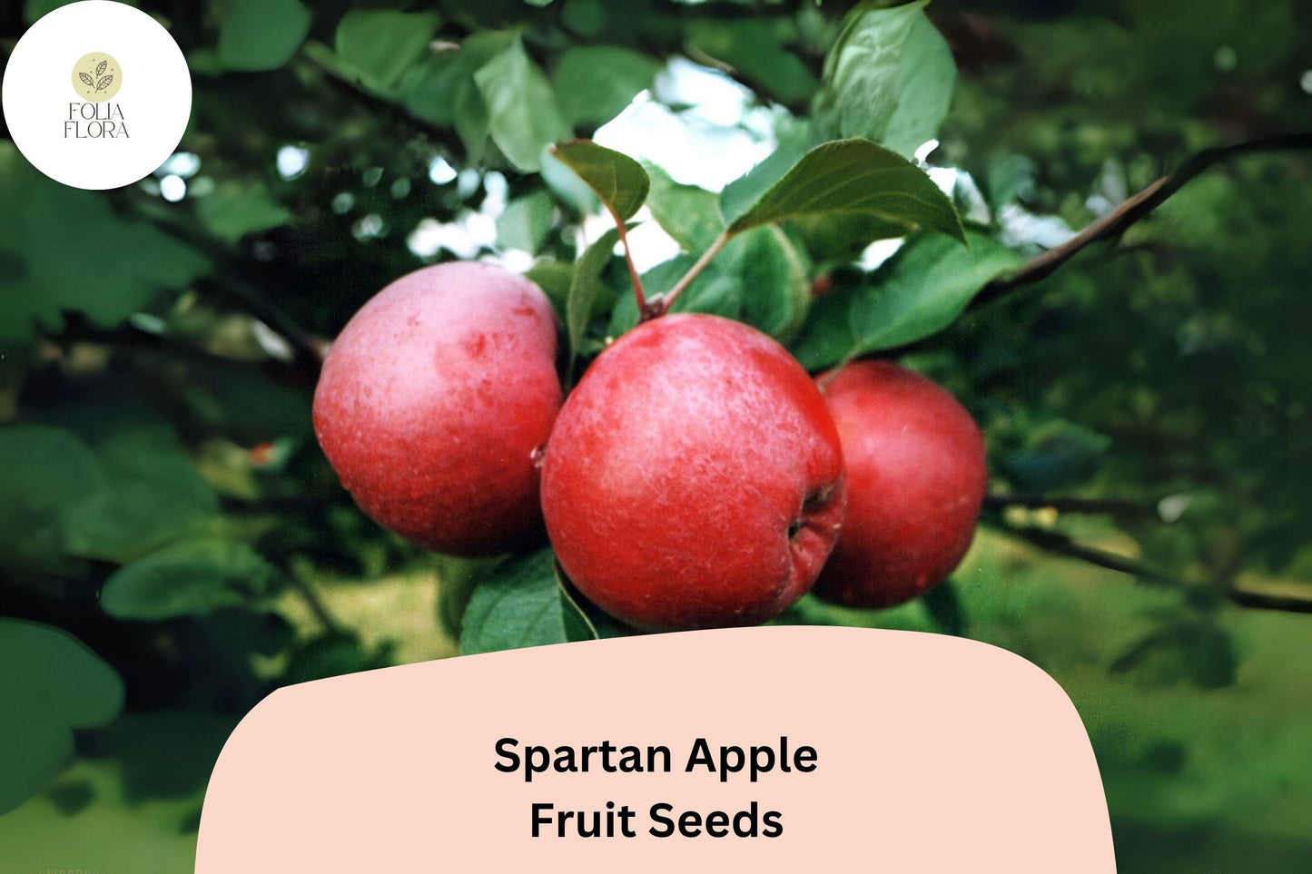 Spartan Apple Seeds | 25+ Heirloom Seeds | Malus Domestica | Sweet Red Fruit for Gardens & Orchards