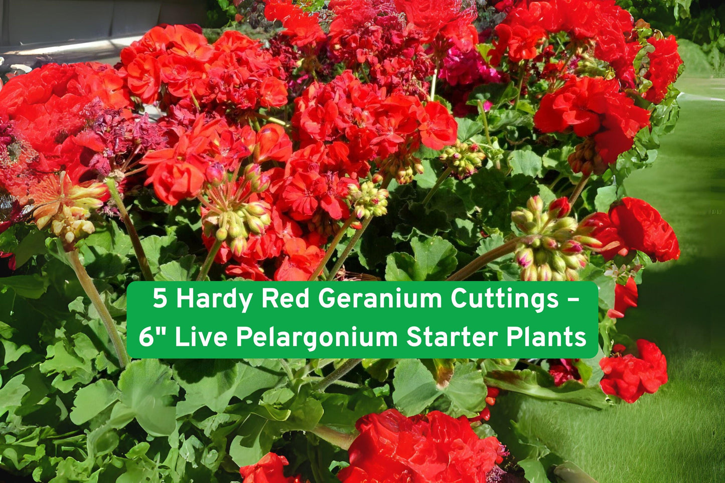 5 Hardy Red Geranium Cuttings - Fragrant Pelargonium Starter Plants for Easy Gardening - Unrooted Flowering Cuttings