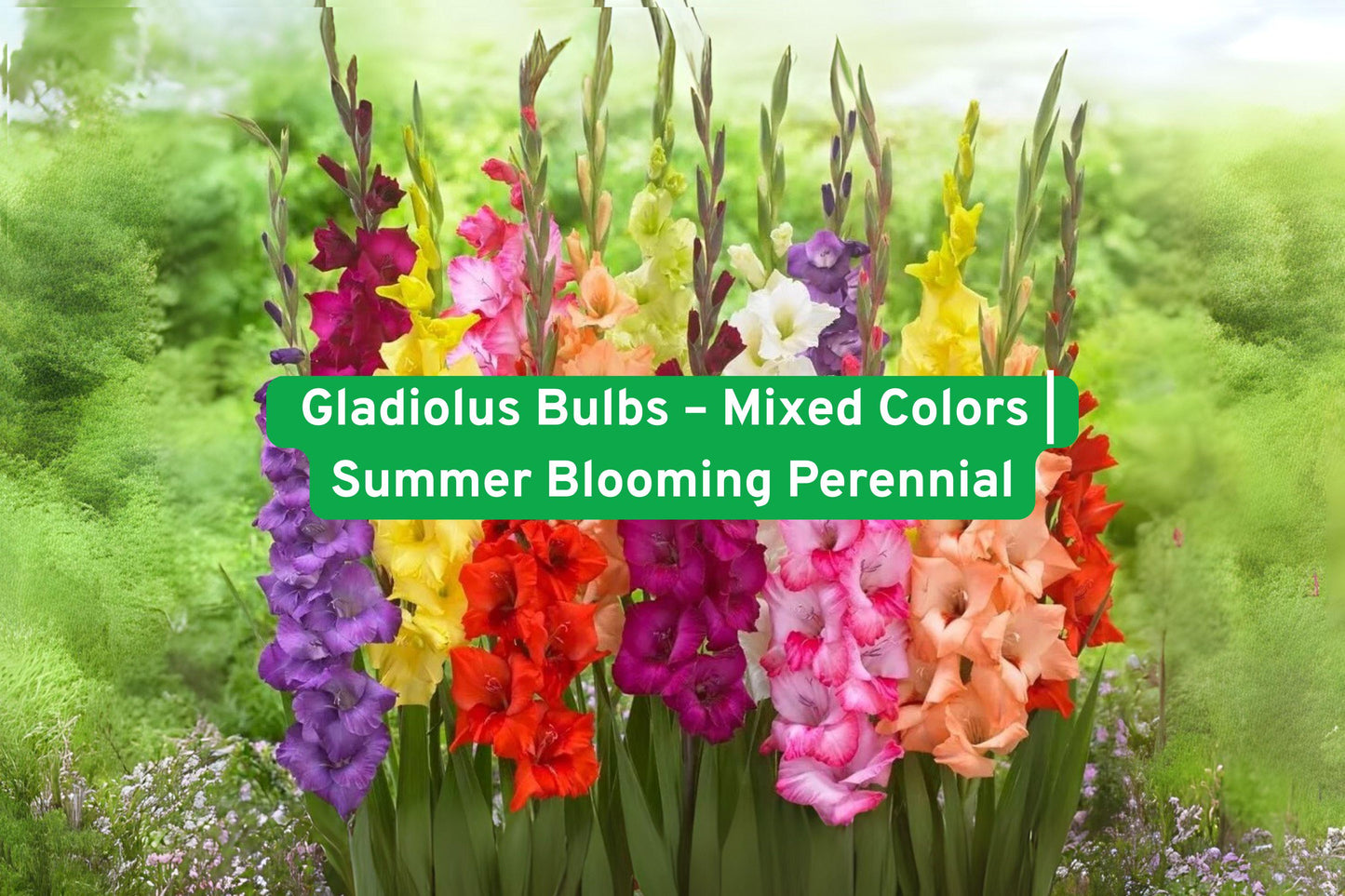 Mixed Gladiolus Bulbs - Summer Blooming Perennial for Cut Flowers - Gladiolus hortulanus - Vibrant Colors for Garden & Arrangements