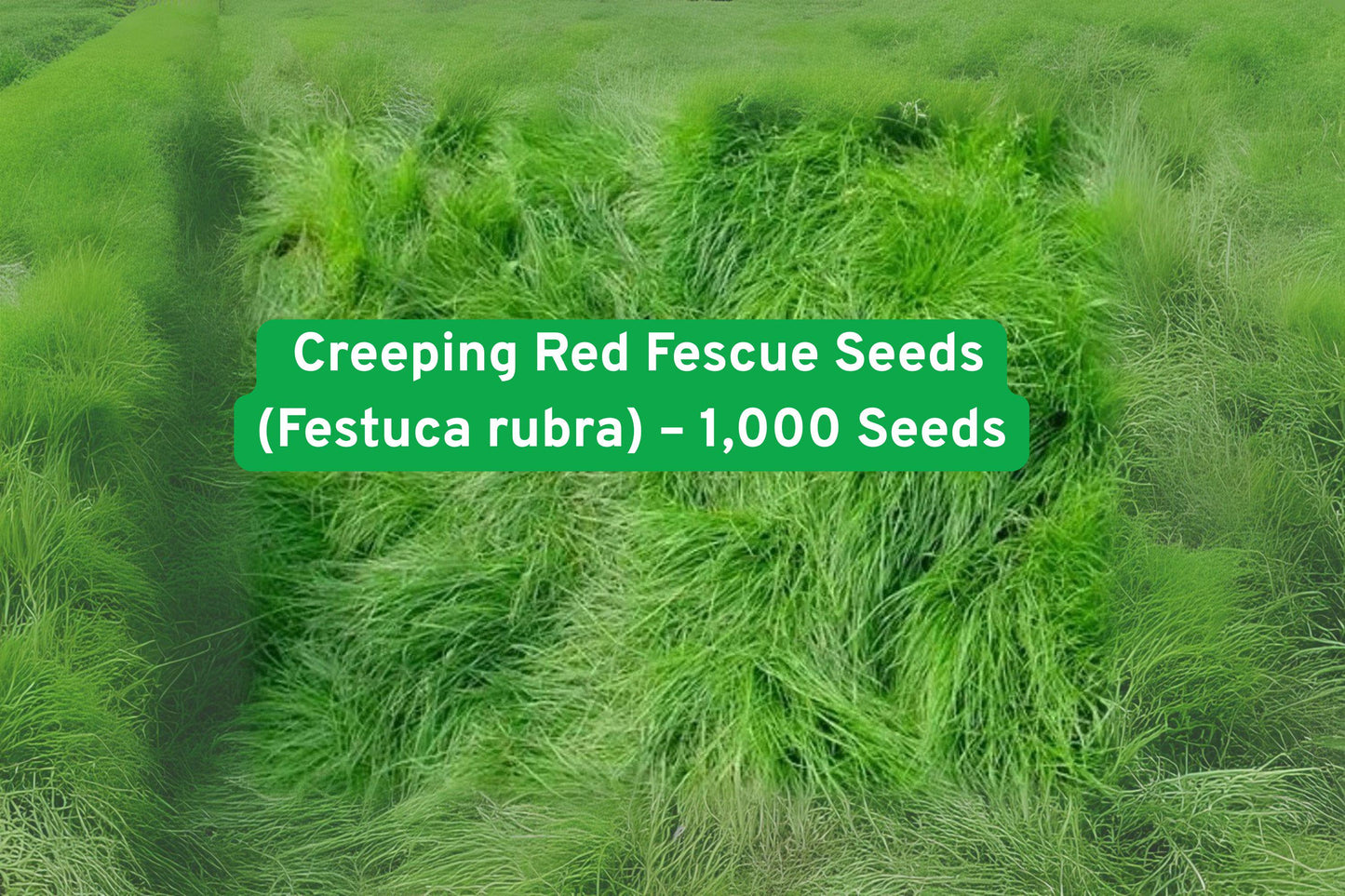 Creeping Red Fescue Seeds - 1,000 Seeds - Festuca rubra - Perennial Grass for Lawns, Ground Cover, Erosion Control - Easy Grow