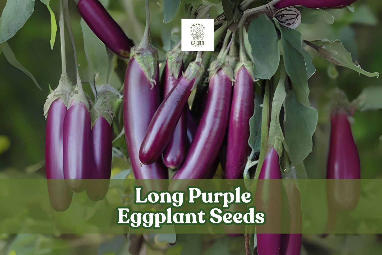 Long Purple Eggplant Seeds - 250 Heirloom Non-GMO - Solanum melongena - Dark Purple Fruits for Mediterranean Dishes
