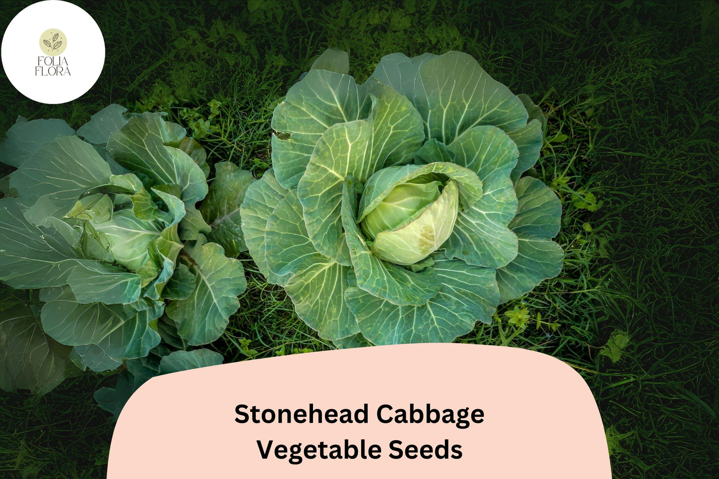 Stonehead Cabbage Seeds 500+ | Heirloom Green Brassica Oleracea | Compact, Crisp Texture, Sweet Flavor