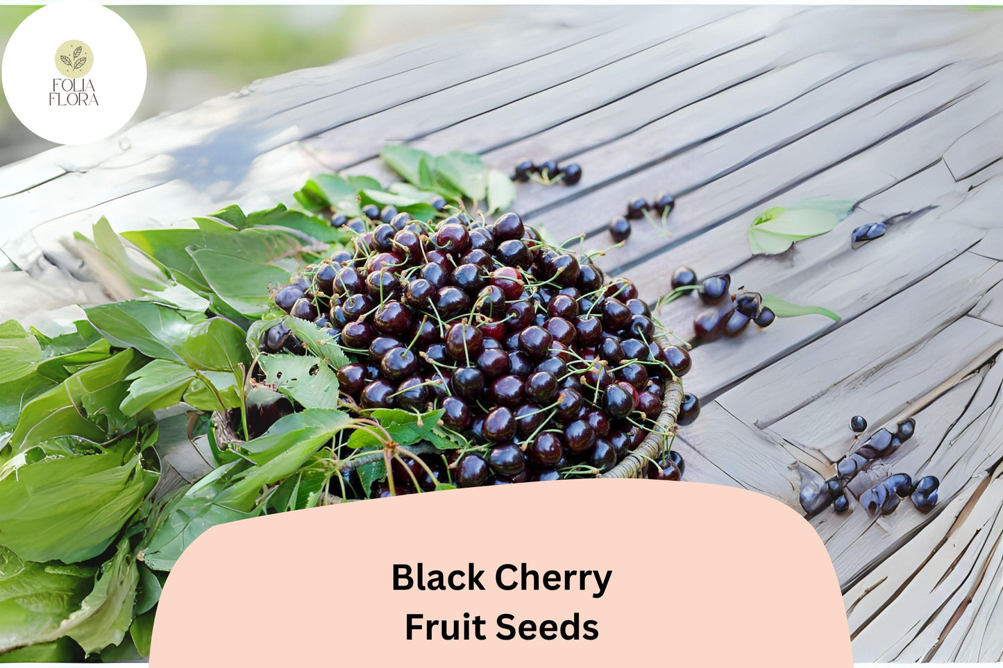 Black Cherry Tree Seeds - 10+ Prunus serotina, Hardy Edible Fruit, Native North American, Wildlife-Friendly, Full Sun, USDA Zones 3-9