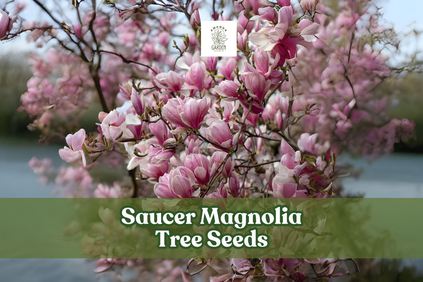 Saucer Magnolia Tree Seeds - Pack of 10 - Pink, Purple & White Blooms - Magnolia × soulangeana - Ornamental Flowering Tree Seeds