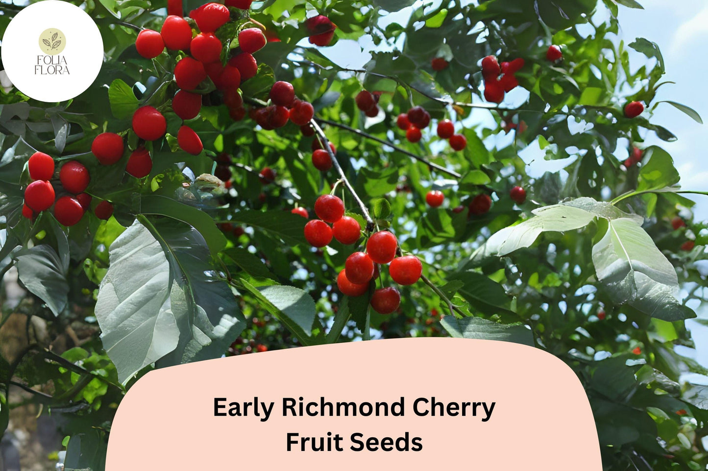 Early Richmond Cherry Seeds | 10+ Cold Hardy Sour Cherry Seeds | Prunus cerasus | Tart Red Fruit for Pies & Preserves
