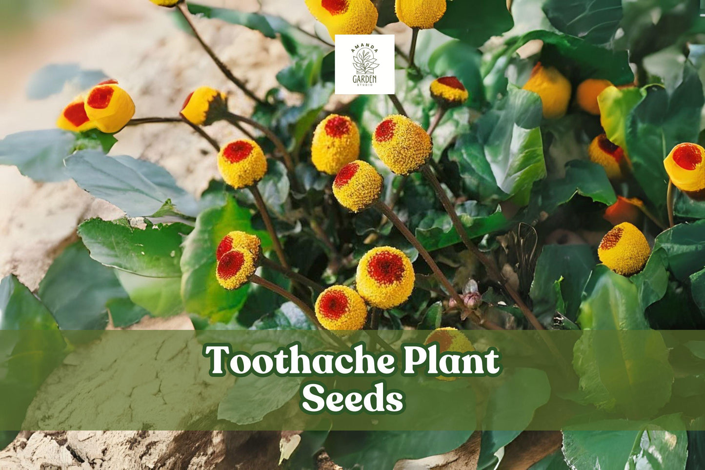 Toothache Plant Seeds - 150 Count - Acmella oleracea - Exotic Yellow Button Flower - Pollinator Friendly Garden Seeds