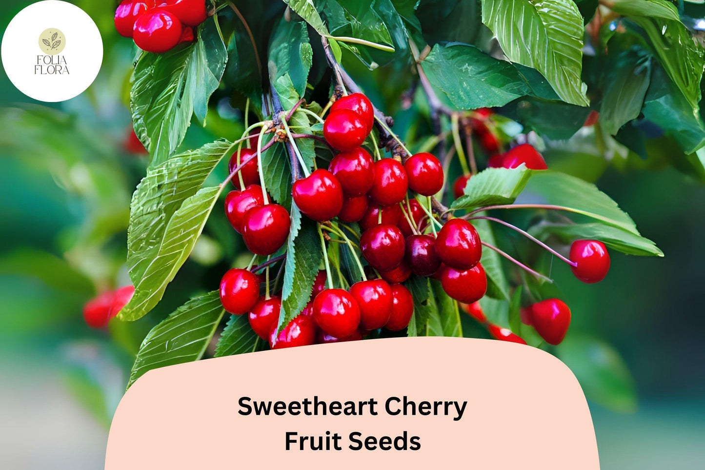 Sweetheart Cherry Seeds | 10+ Seeds | Late Season Red Fruit | Prunus avium ‘Sweetheart’ | Cold Hardy, Self-Fertile