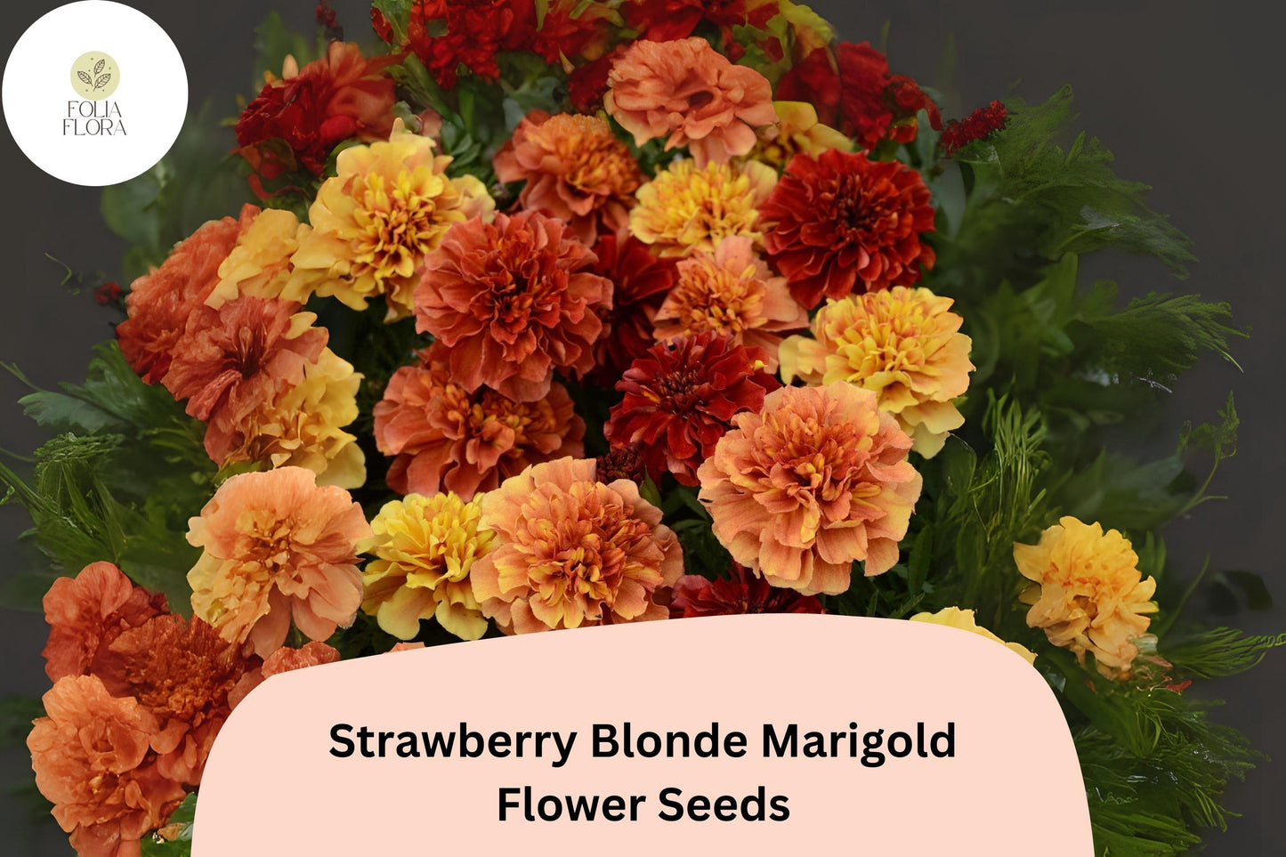 Strawberry Blonde Marigold Seeds - 25+ Pastel Rose & Yellow Blooms, Tagetes patula, Compact Flowering Annual for Gardens