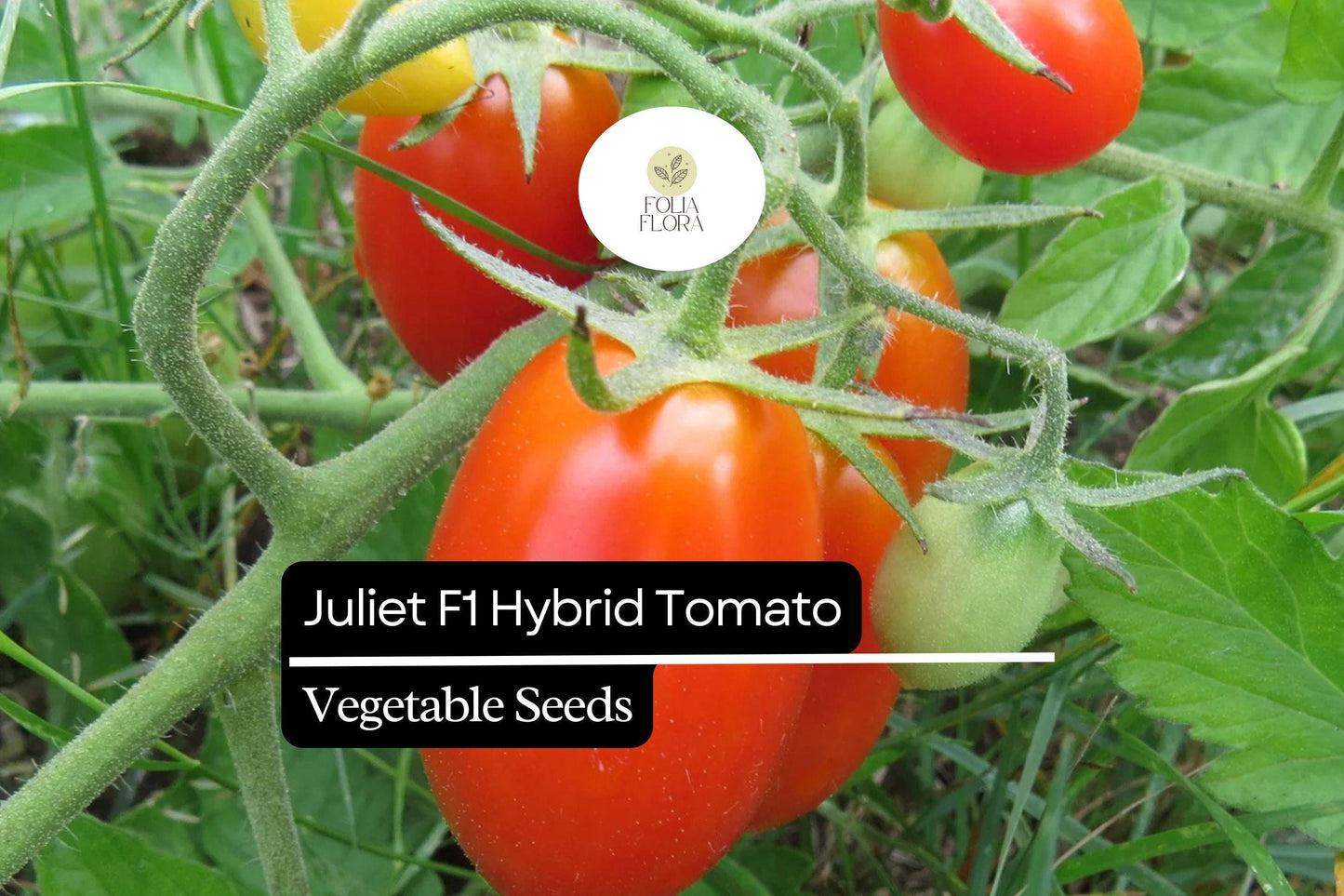 Juliet F1 Hybrid Tomato Seeds | 50+ Sweet Red Grape Heirloom Seeds | Solanum lycopersicum | High-Yielding, Crack Resistant
