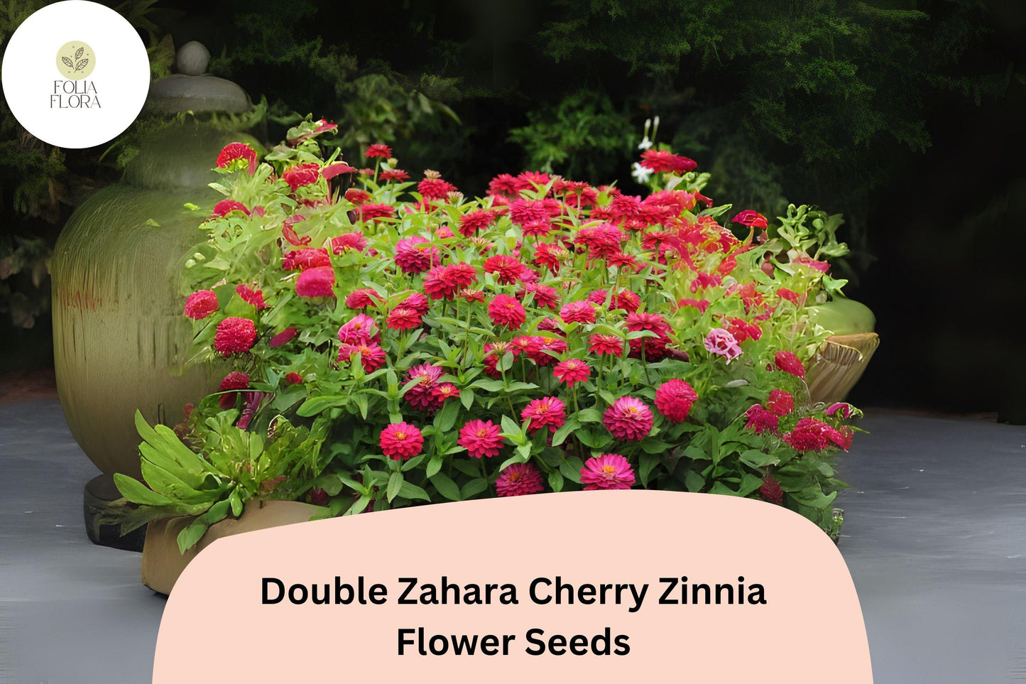 Double Zahara Cherry Zinnia Seeds | 100+ Heat & Drought Tolerant Annual | Zinnia elegans | Vibrant Cherry-Red Flowers