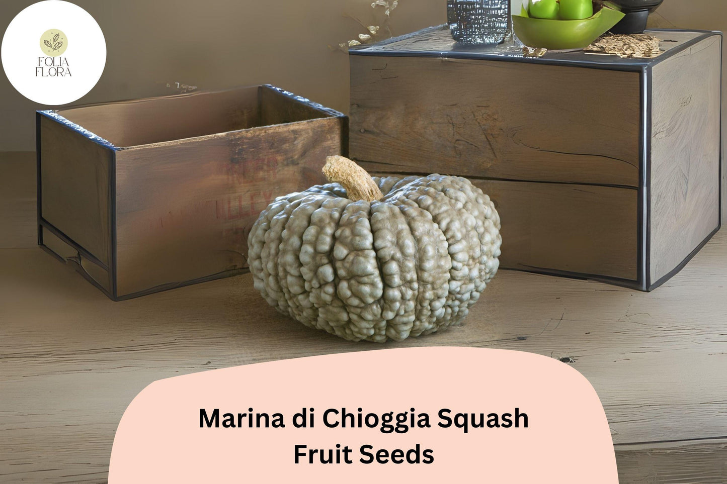 Marina di Chioggia Squash Seeds | 25+ Heirloom Italian Winter Turban Pumpkin Seeds | Cucurbita maxima, Blue-Green Rind, Orange Flesh