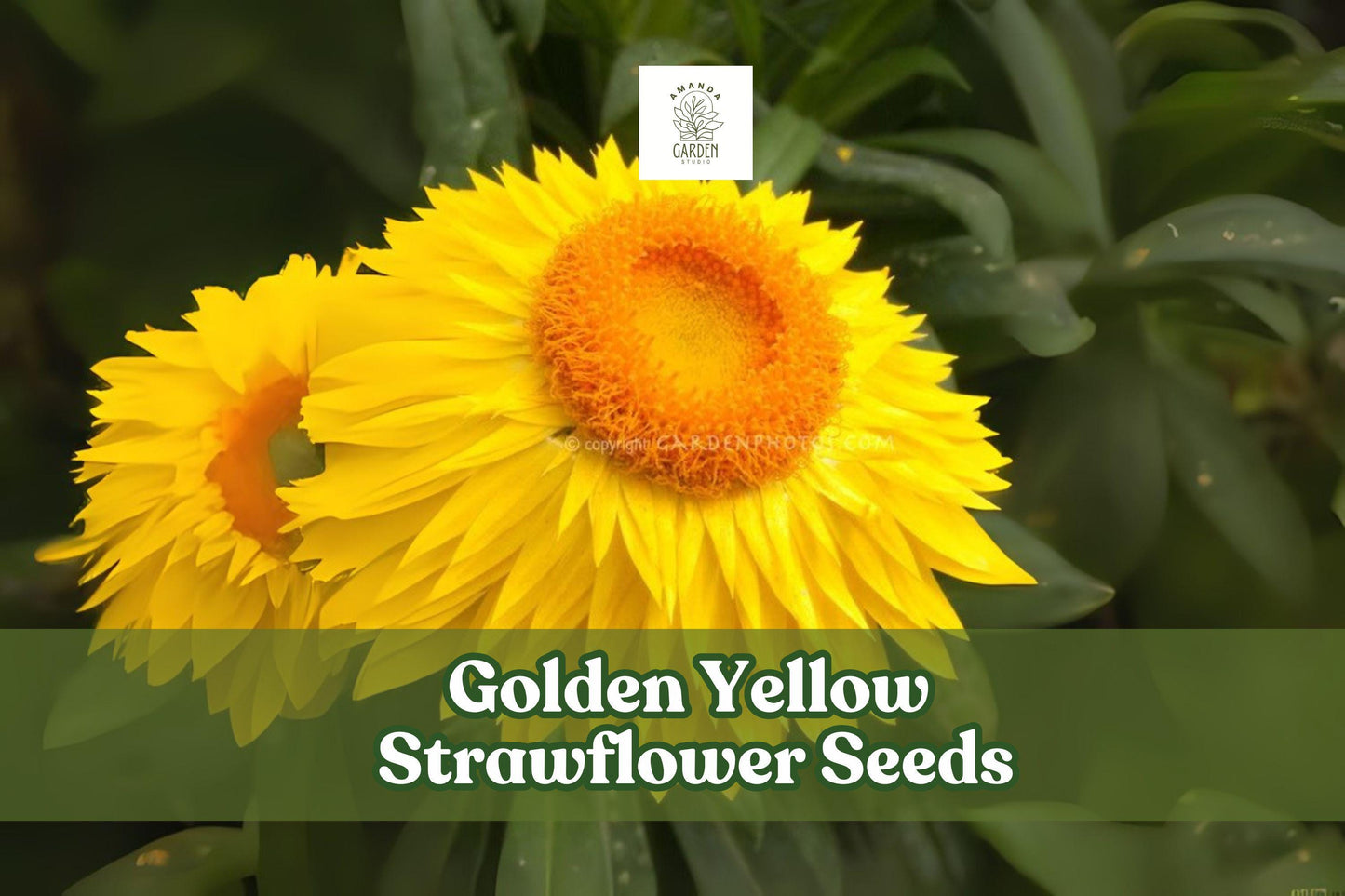 Golden Yellow Strawflower Seeds - 100 Helichrysum bracteatum - Everlasting Blooms for Cut Flower Gardens, Pollinator-Friendly