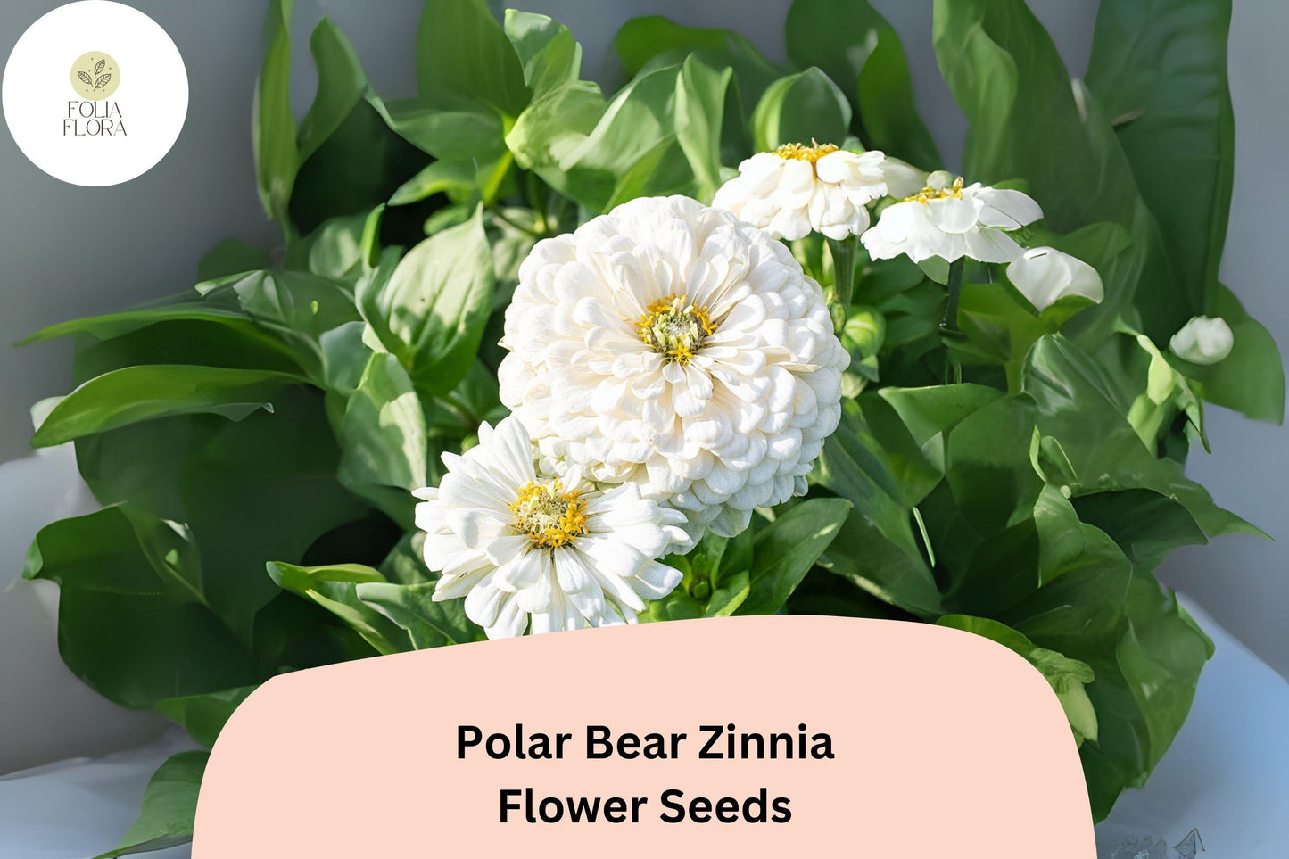 Polar Bear Zinnia Seeds - 100+ Pure White Annual Flowers - Zinnia elegans - Easy to Grow for Garden Borders & Bouquets