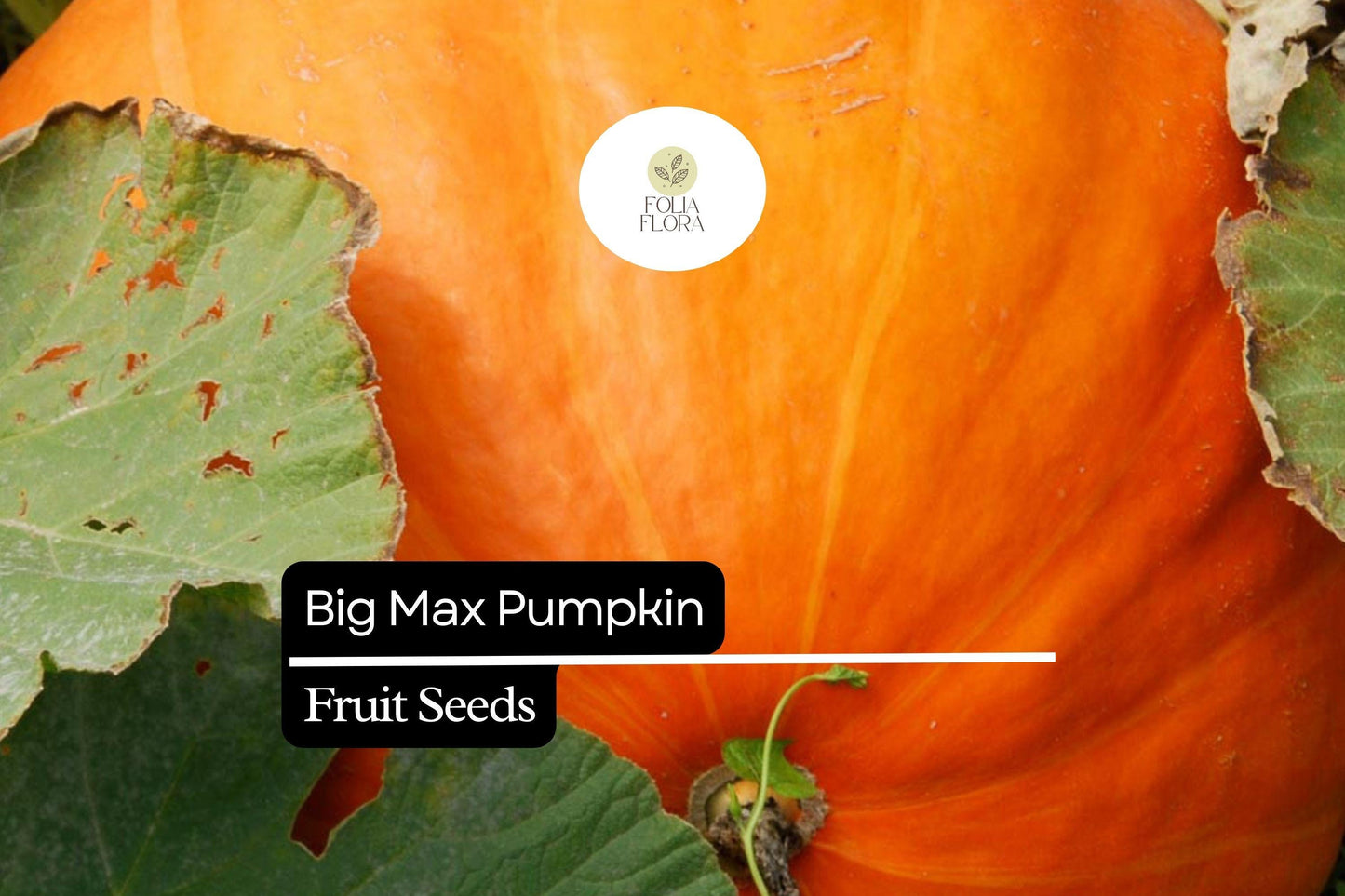Big Max Pumpkin Seeds - 25+ Giant Variety, Bright Orange Cucurbita maxima for Fall Harvest, Carving & Cooking