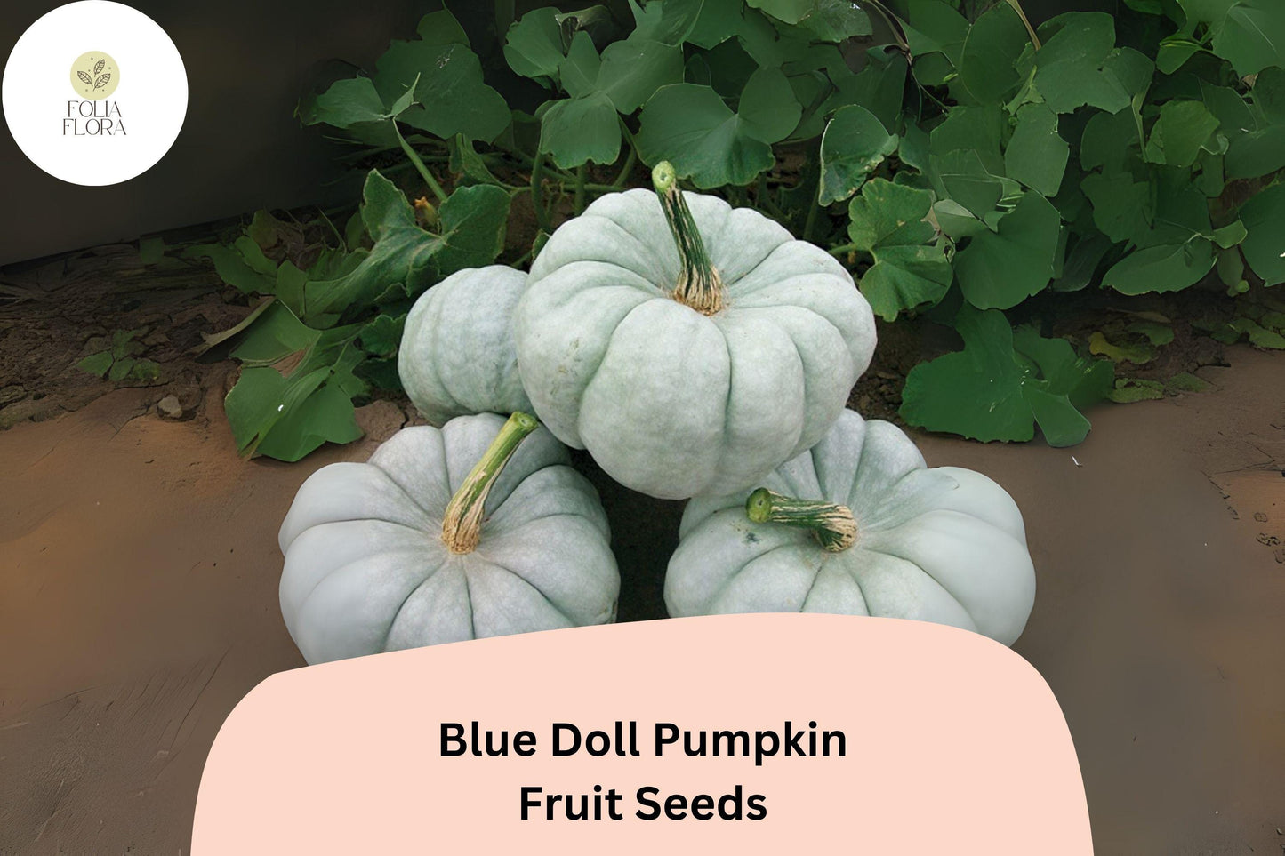 Blue Doll Pumpkin Seeds | 25+ Heirloom Seeds | Blue-Gray Skin, Sweet Orange Flesh | Cucurbita maxima