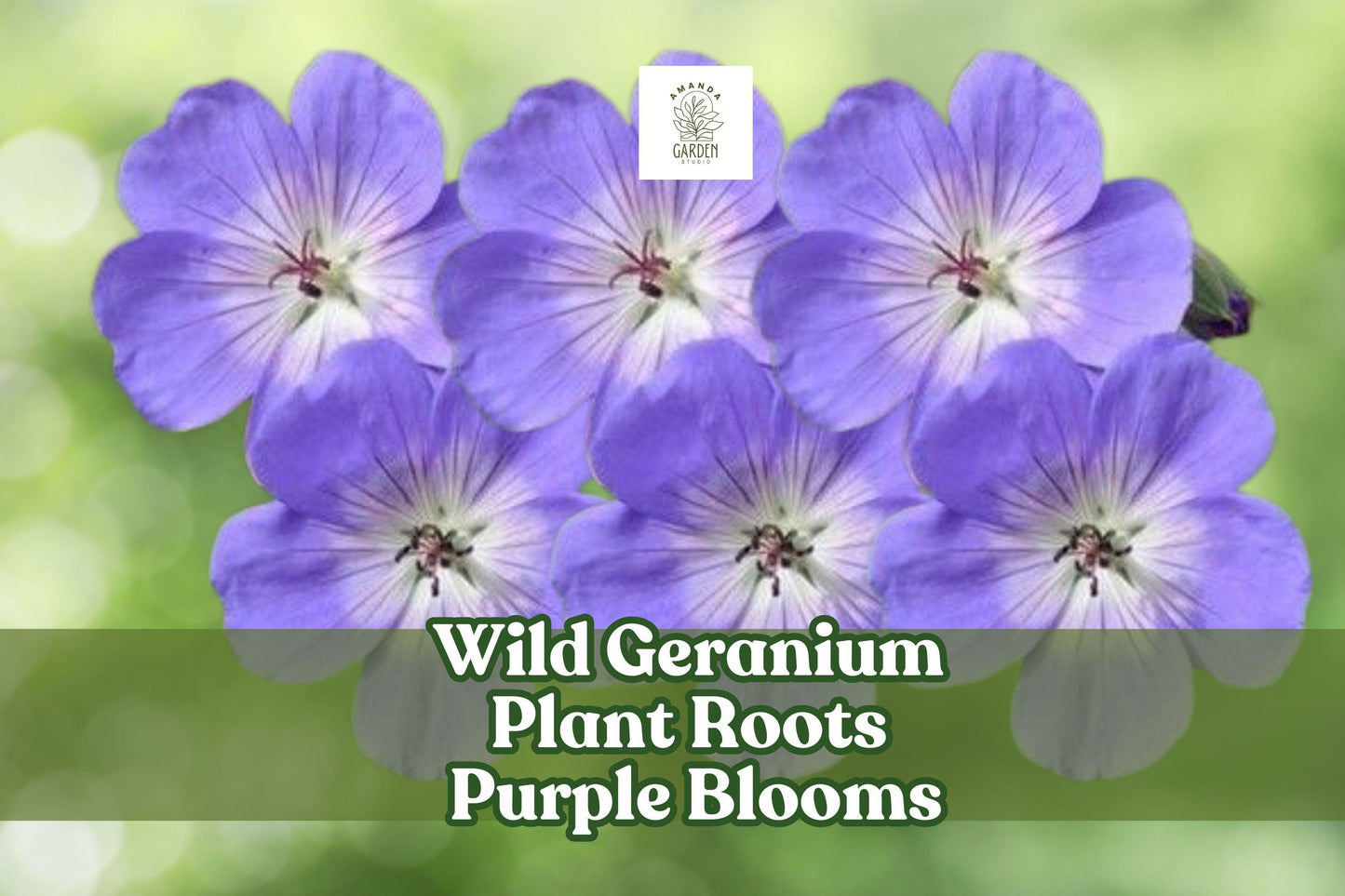Wild Geranium Roots - Purple Bloom Perennial Ground Cover - Geranium maculatum - Easy to Grow for Cottage Gardens
