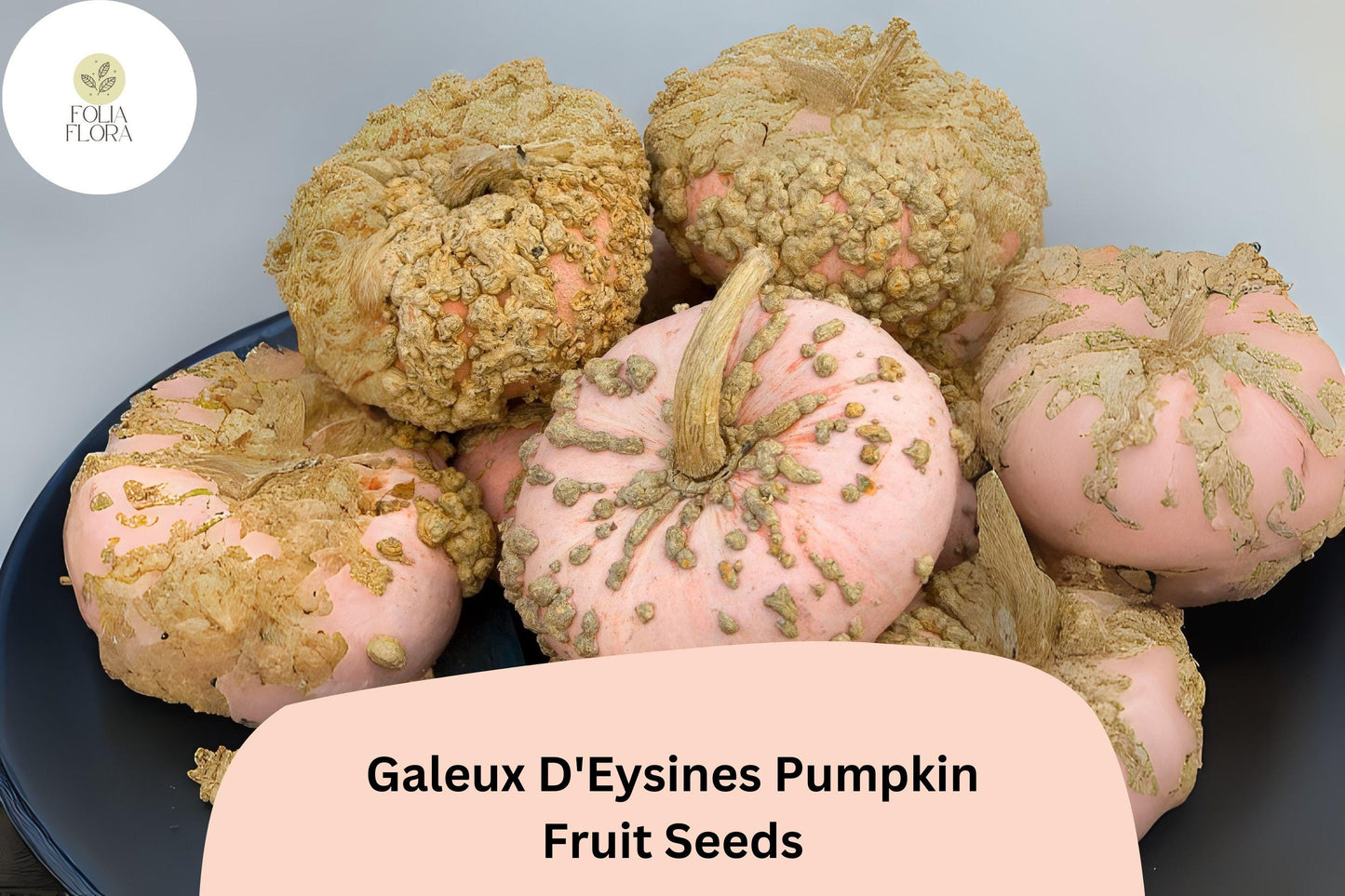 Galeux d’Eysines Pumpkin Seeds - 25+ Heirloom Seeds, Warty Pink Skin, Sweet Orange Flesh, Cucurbita maxima, French Variety