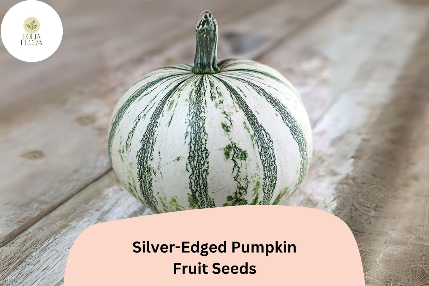 25+ Silver-Edged Pumpkin Seeds | Rare Heirloom Squash | Cucurbita maxima | Decorative Leaves & Flavorful Fruits