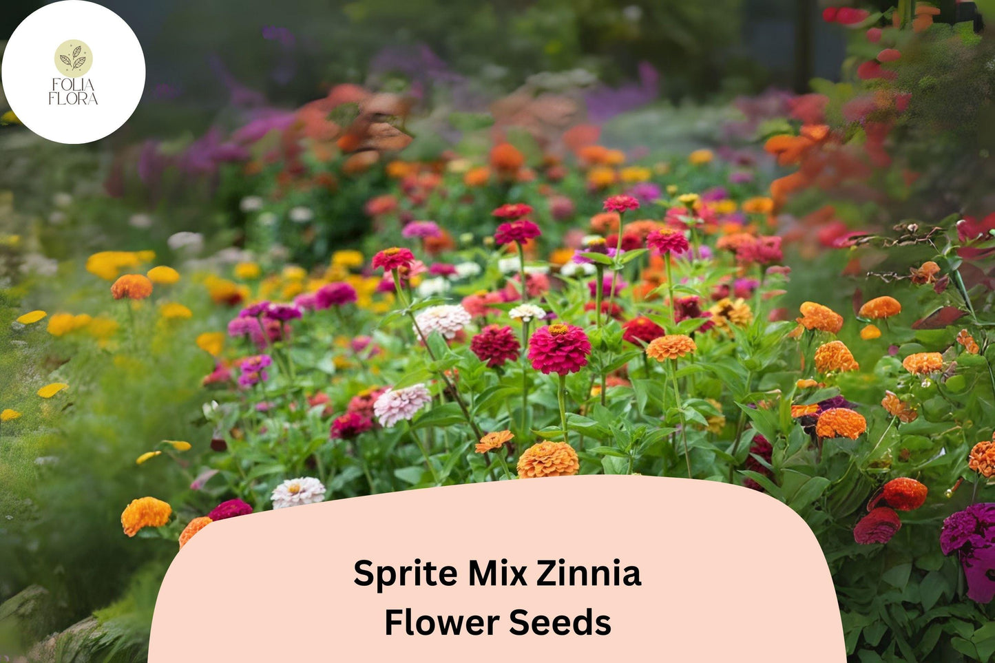 Zinnia Seeds - 100+ Sprite Mix Dwarf Variety, Colorful Garden Flowers (Zinnia elegans) - Attracts Butterflies, Easy to Grow