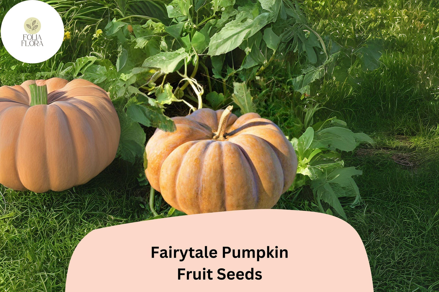 Fairytale Pumpkin Seeds | 25+ Heirloom Musquee de Provence | Unique Shape, Rich Flavor | Cucurbita moschata