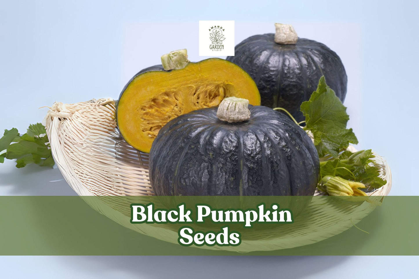 Black Pumpkin Seeds - 10 Kat Variety Seeds - Exotic Black Pumpkins (Cucurbita pepo) for Fall Decor, Carving, and Cooking