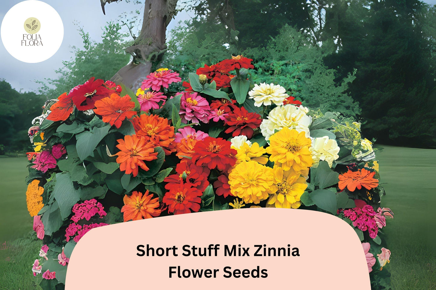 Dwarf Zinnia Seeds - 100+ Heirloom Short Stuff Mix, Colorful Blooms, Non-GMO, Zinnia elegans
